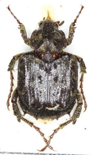 Dasyvalgus sp.